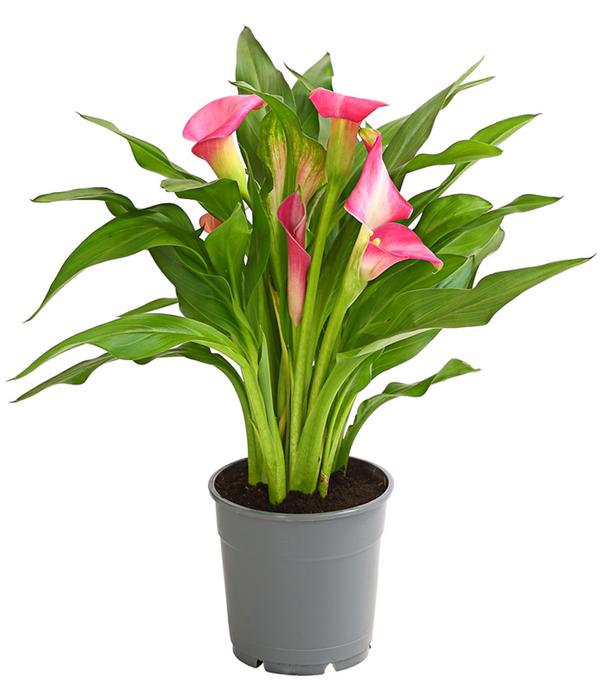 Zimmercalla - Zantedeschia albomaculata,
