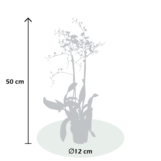 Orchidée oncidium 'Munsterland Stern' 2 tiges H50cm_ pot D12cm