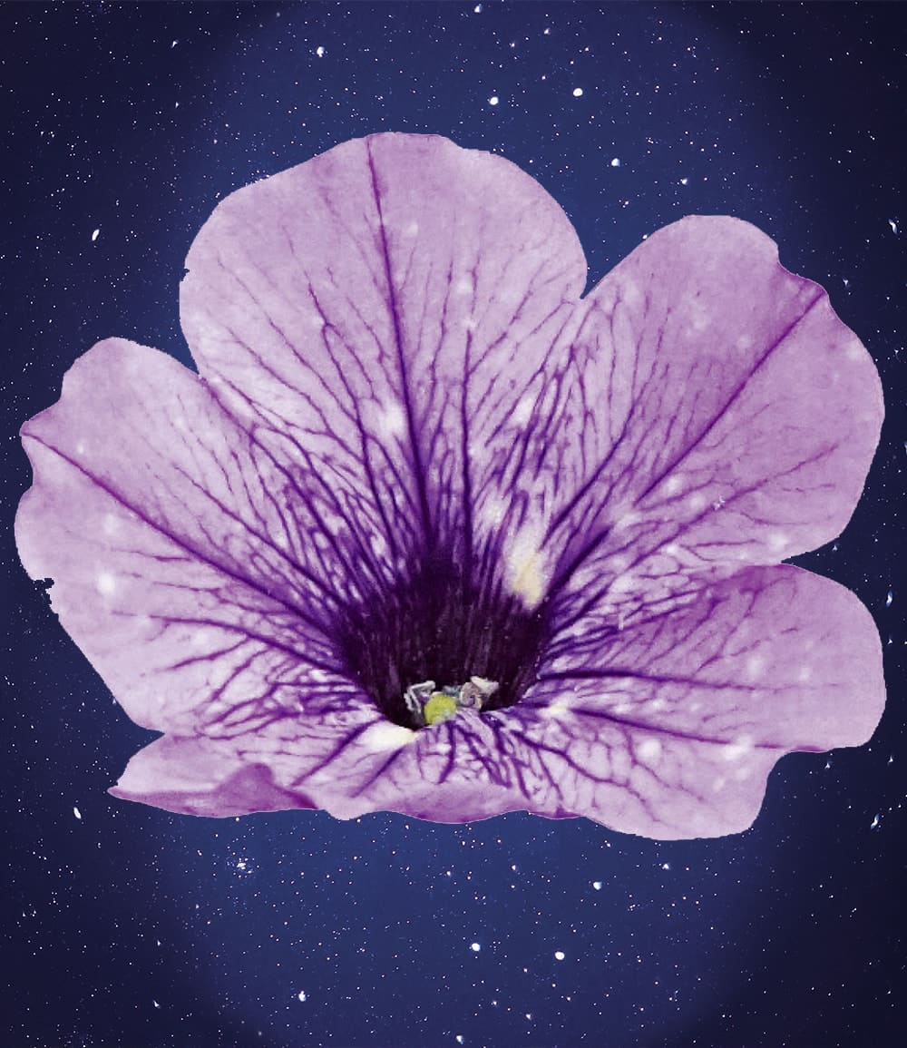 Hänge-Petunie Hellviolette 'LavenderSKY®'
