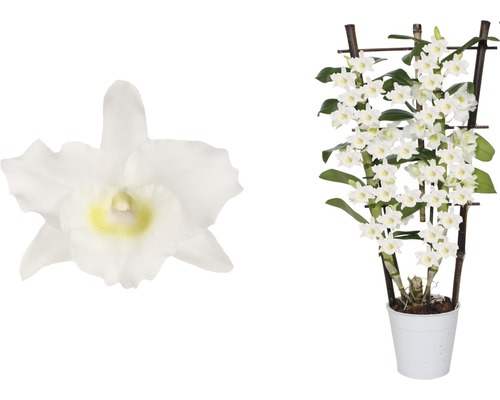 Dendrobium leiboom FloraSelf Dendrobium nobile H 55-70 cm Ø 12 cm pot