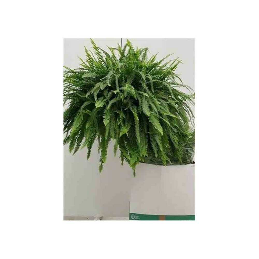 Nephrolepis exaltata green lady (fougères d'intérieur) taille pot de 2 litres - 20/60 cm