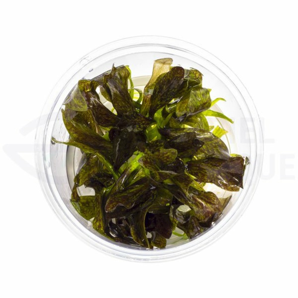 Echinodorus little mystery in vitro