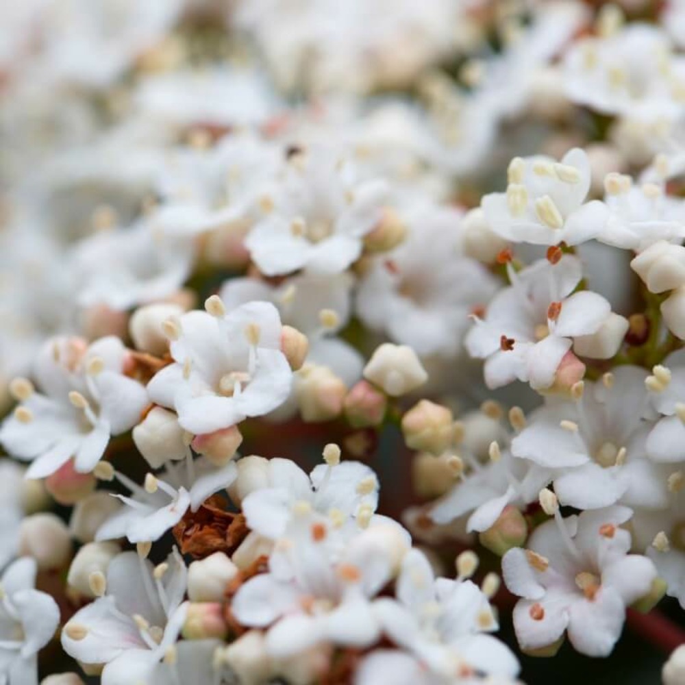 Laurier tin (viburnum tinus) - godet - taille 13/25cm