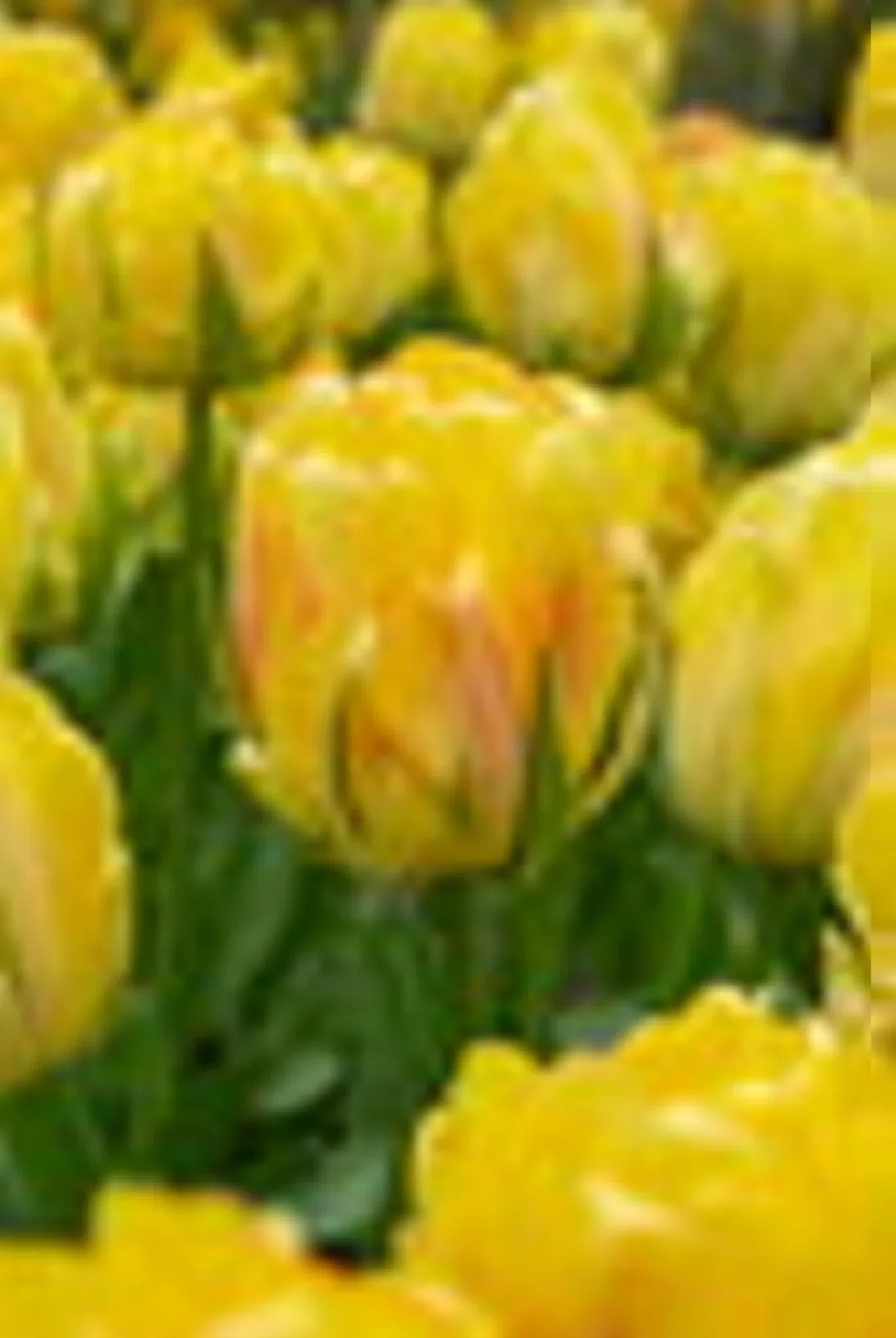Tulipa gesneriana (Late double flowering Group) 'Akebono' Tulipan 'Akebono'