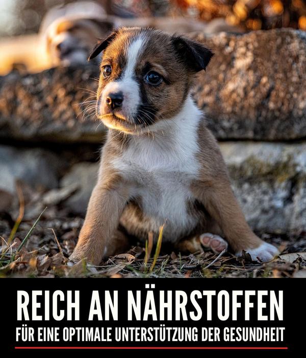 ORIJEN™ Trockenfutter für Hunde Small Breed