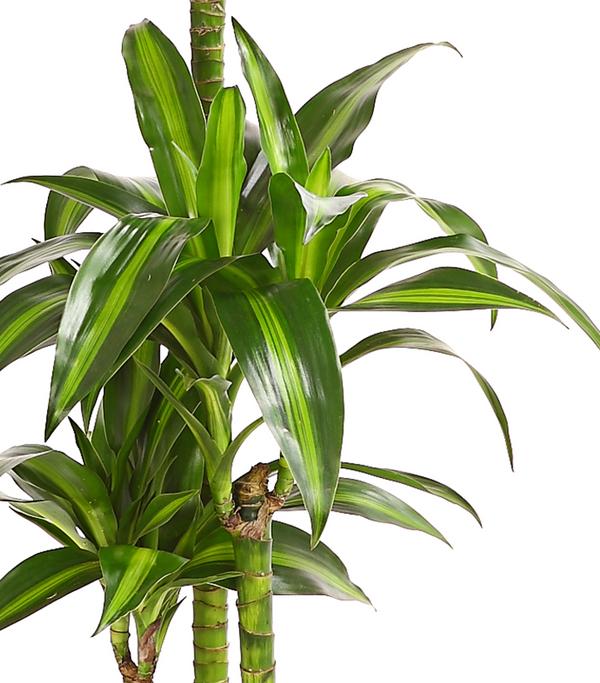 Drachenbaum - Dracaena fragrans 'Hawaiian