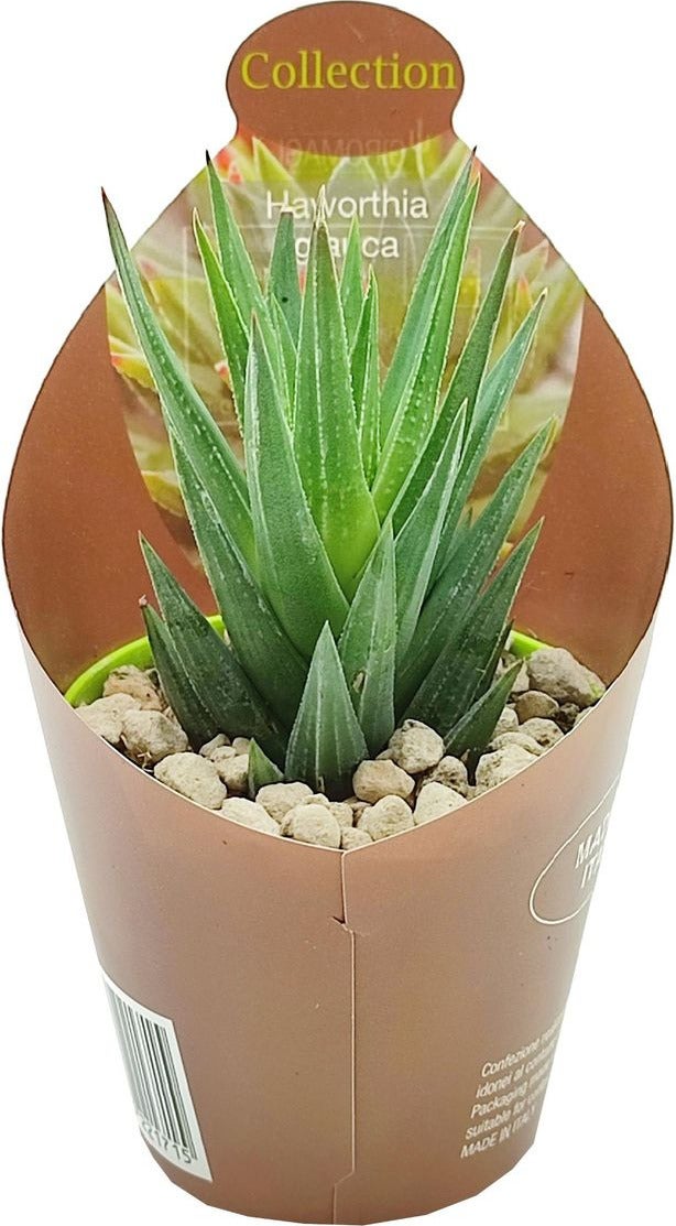 Haworthia (Haworthia glauca) D 6,5 H 8 cm