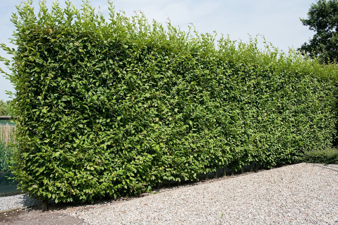 Zuilhaagbeuk (Carpinus betulus 'Fastigiata') D 32 H 250 cm
