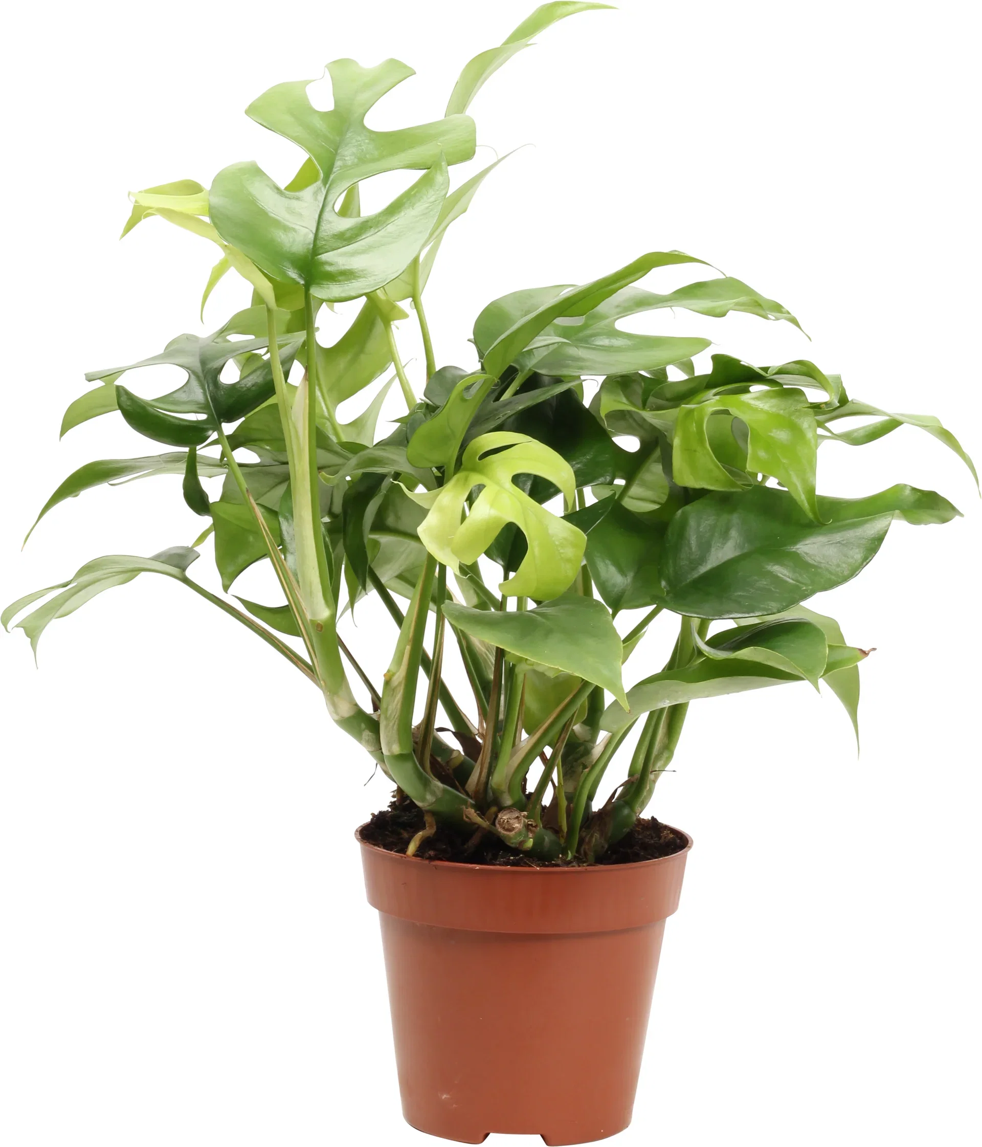 Rhaphidophora tetrasperma Monstera 'Minima' Høyde 30 cm