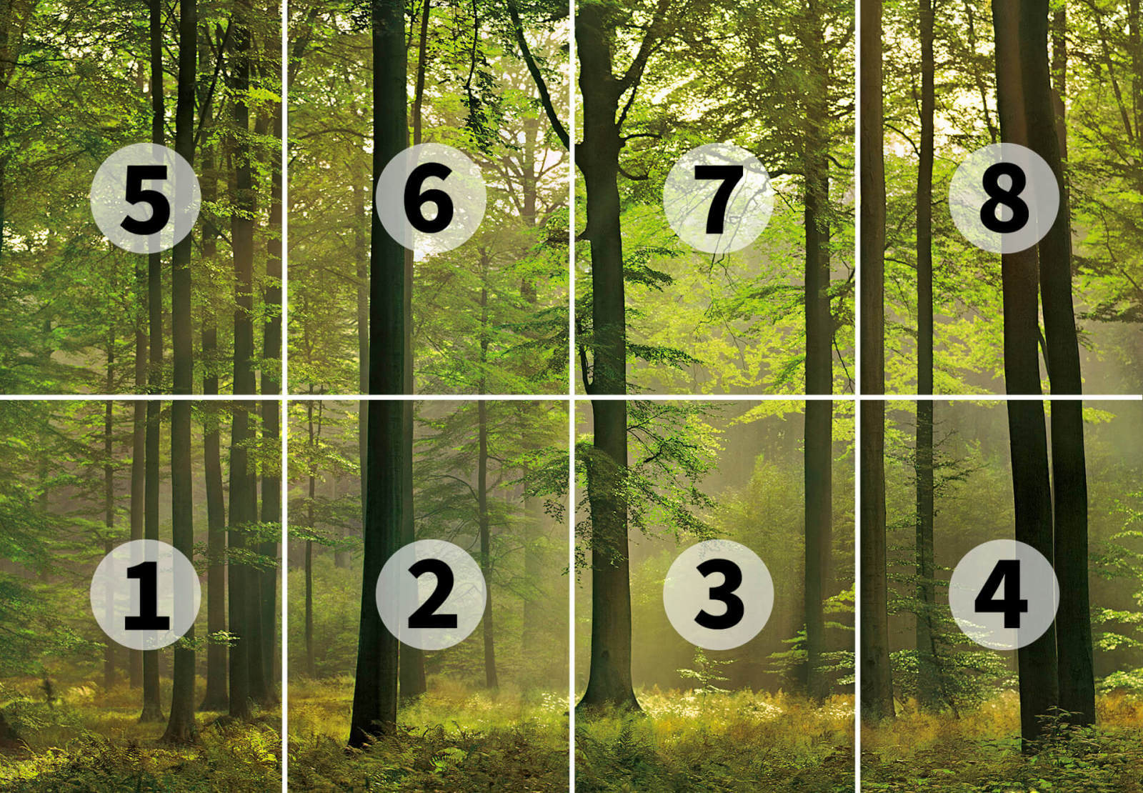 Fototapete DESIGNWALLS 2.0 - grün - Wald - 2,5 Meter
