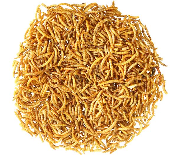 Dehner Aqua Teichfischsnack Mehlwürmer, 160 g
