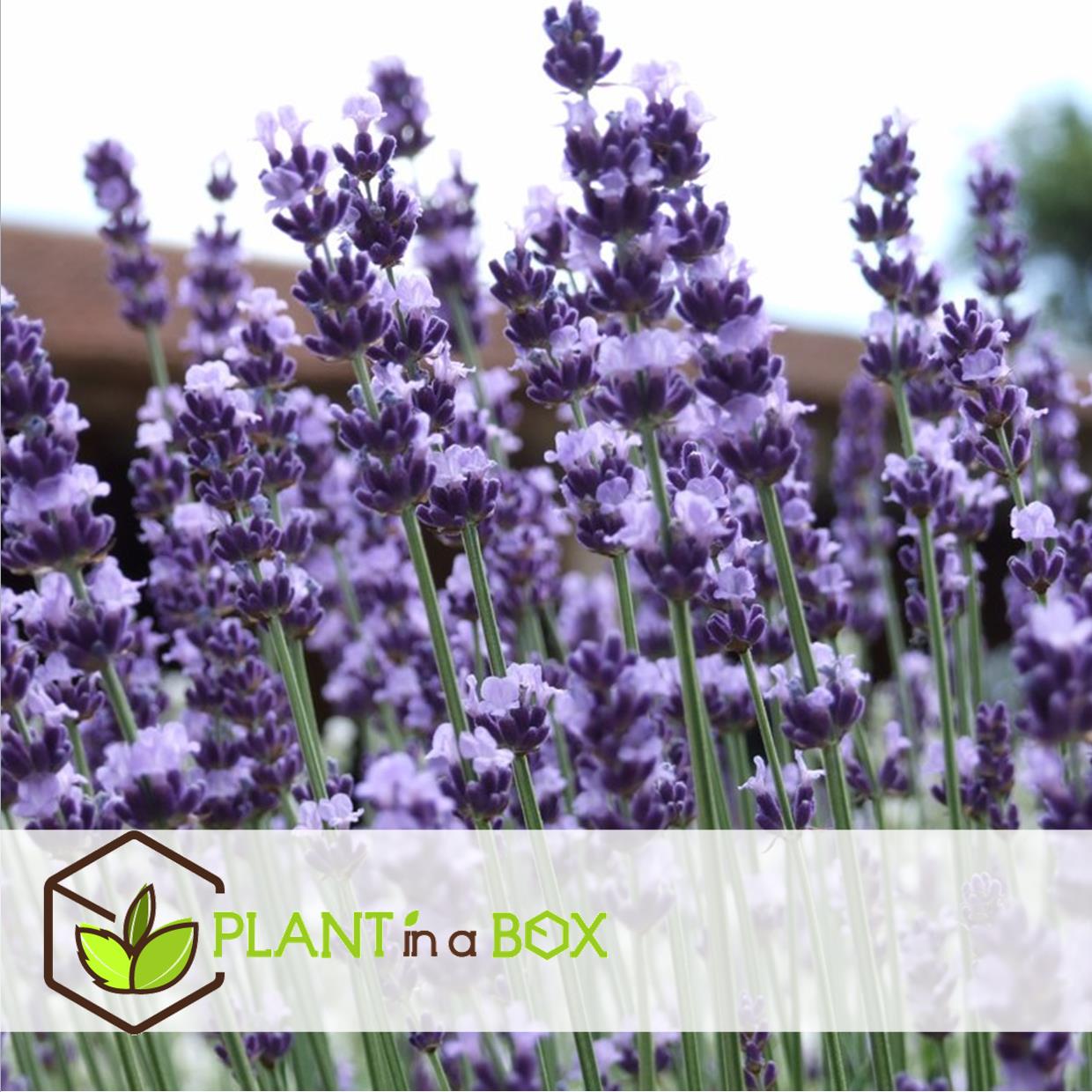 Lavandula angustifolia - x12 - plante de lavande - pot 10.5cm - hauteur 10-15cm