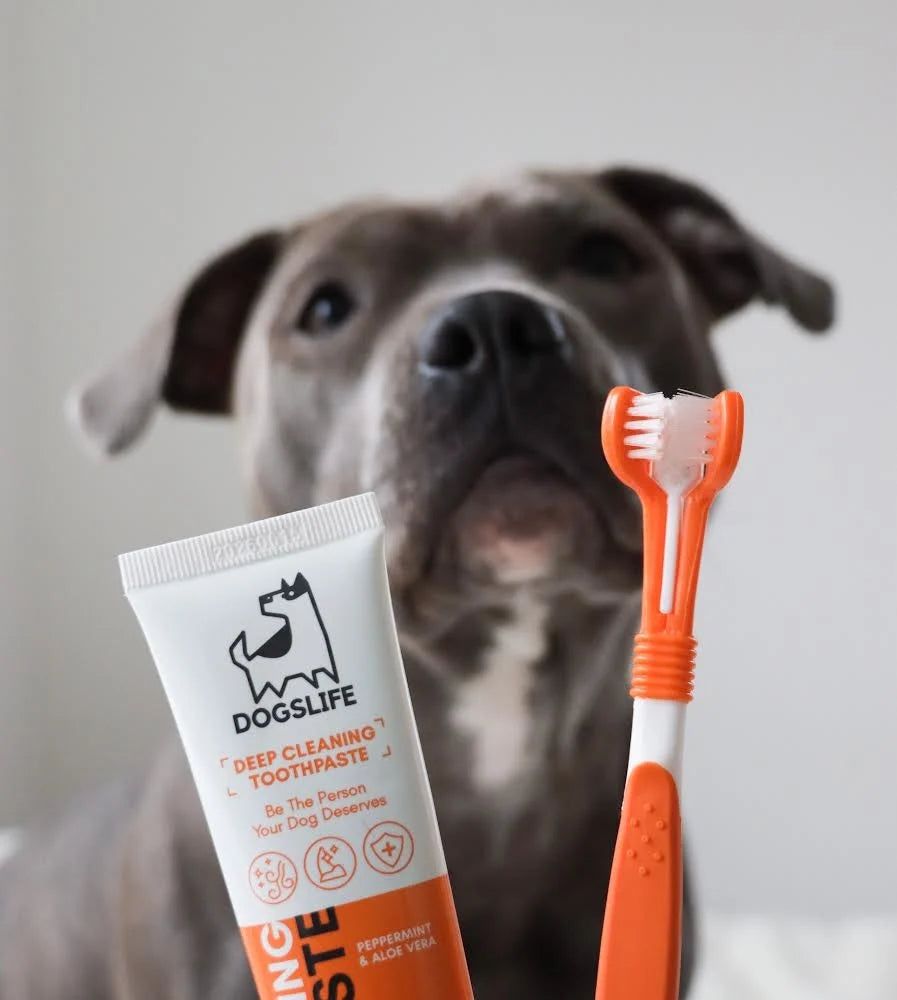 Dental Kit - DogsLife