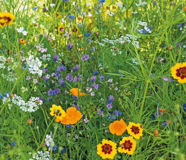 Dehner Saatband Blumenmischung
