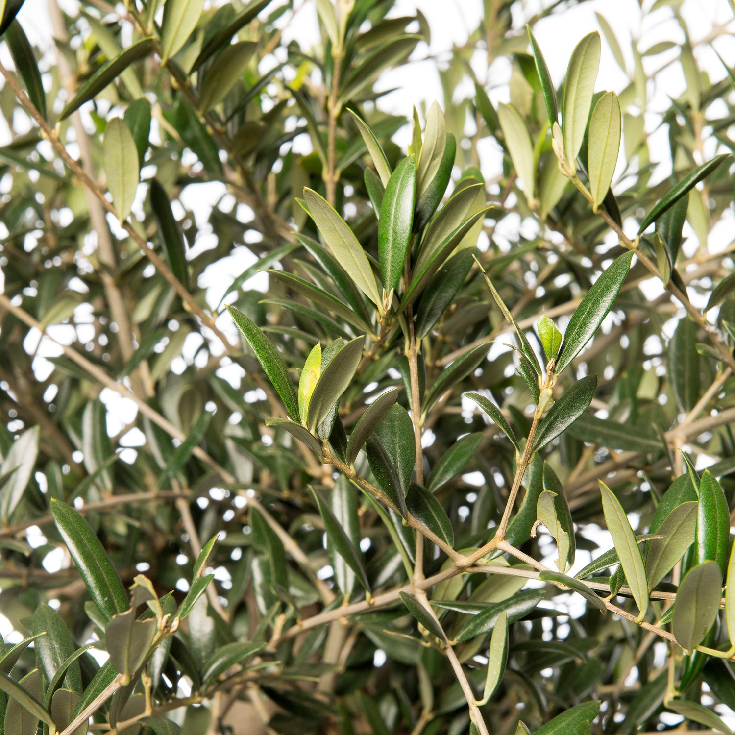 Olijfboom (Olea europaea) D 40 H 100 cm