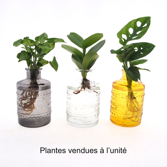 Compo de 3 plantes d'intérieur en verrerie D5cm