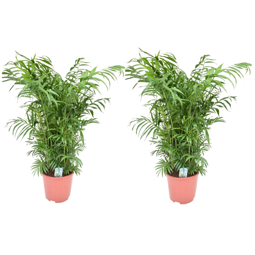 Chamaedorea elegans - set de 2 - palma - maceta de 20cm - altura de 80-90cm