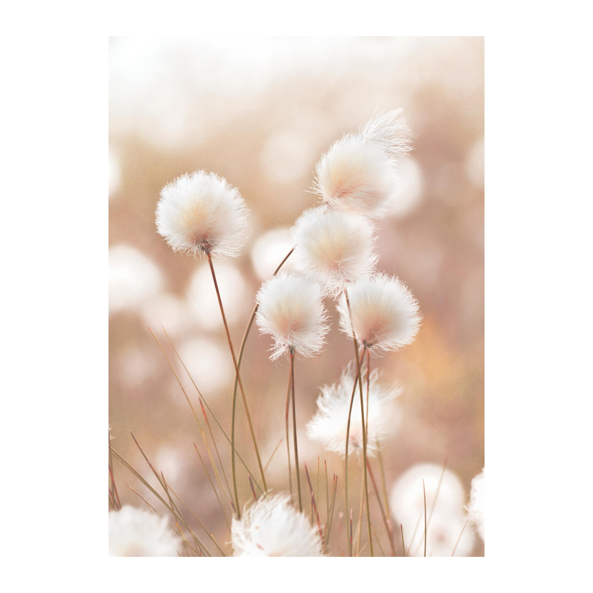 Gerahmtes Bild COTTON POPS - 30x40 cm