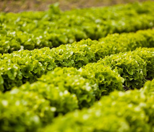 Bio Salanova® Batavia, 6er Schale