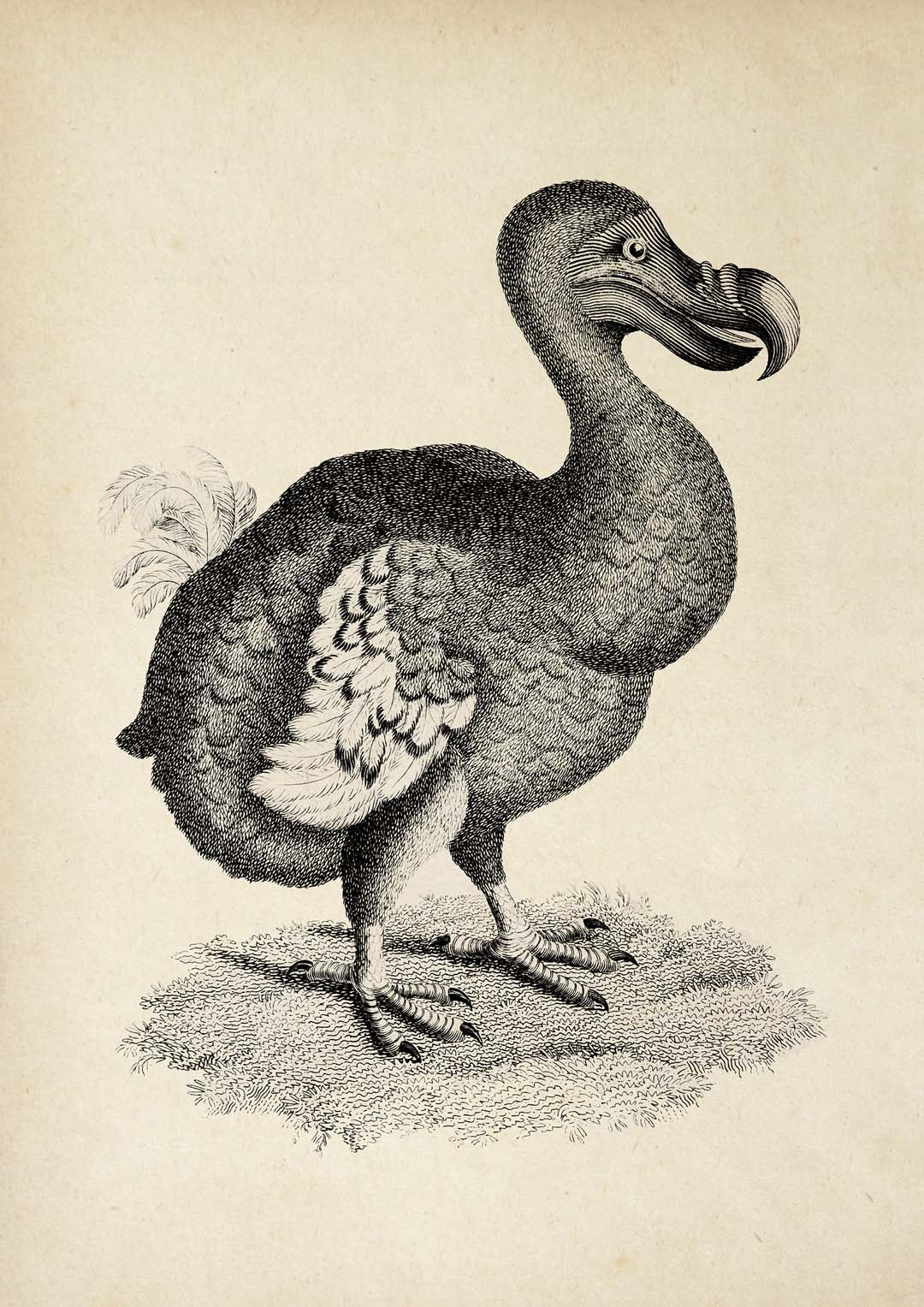 Antiker Dodo