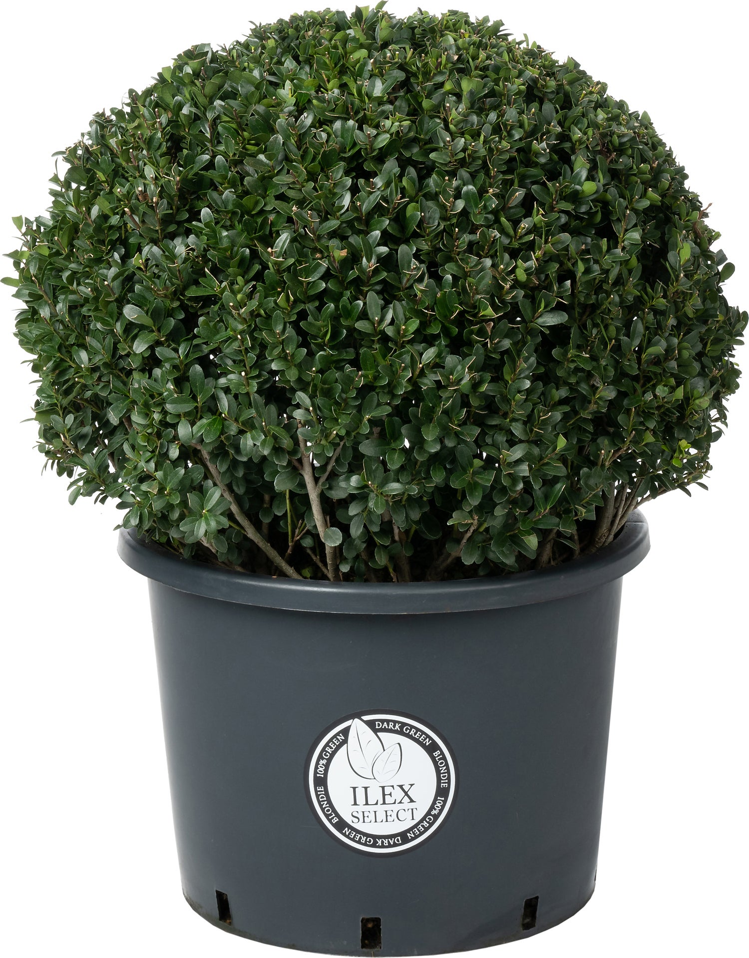 Japanse Hulst in bolvorm (Ilex crenata 'Dark Green') D 50 H 70 cm