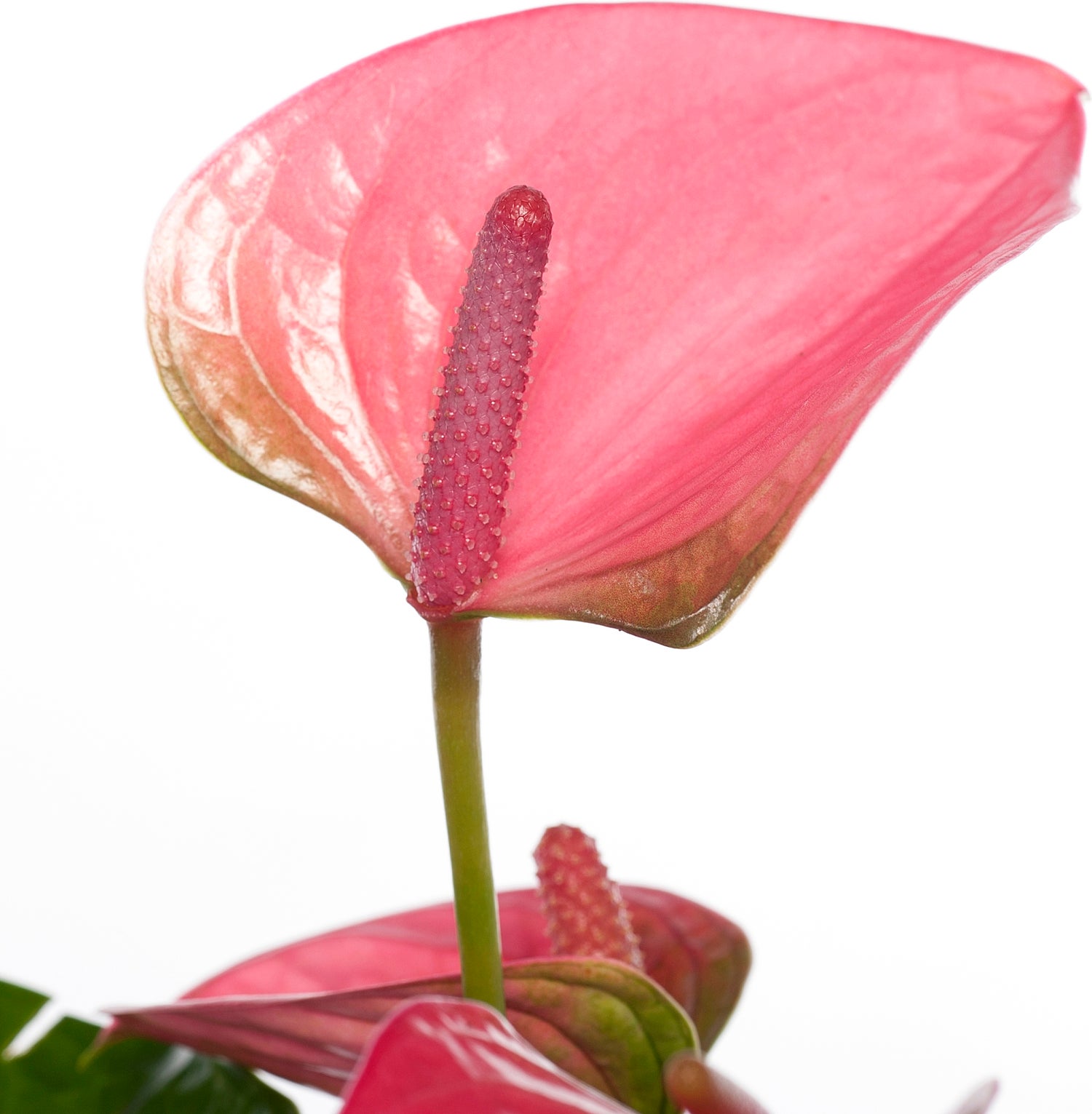 Flamingoplant (Anthurium andreanum 'Pink Champion') D 14 H 50 cm