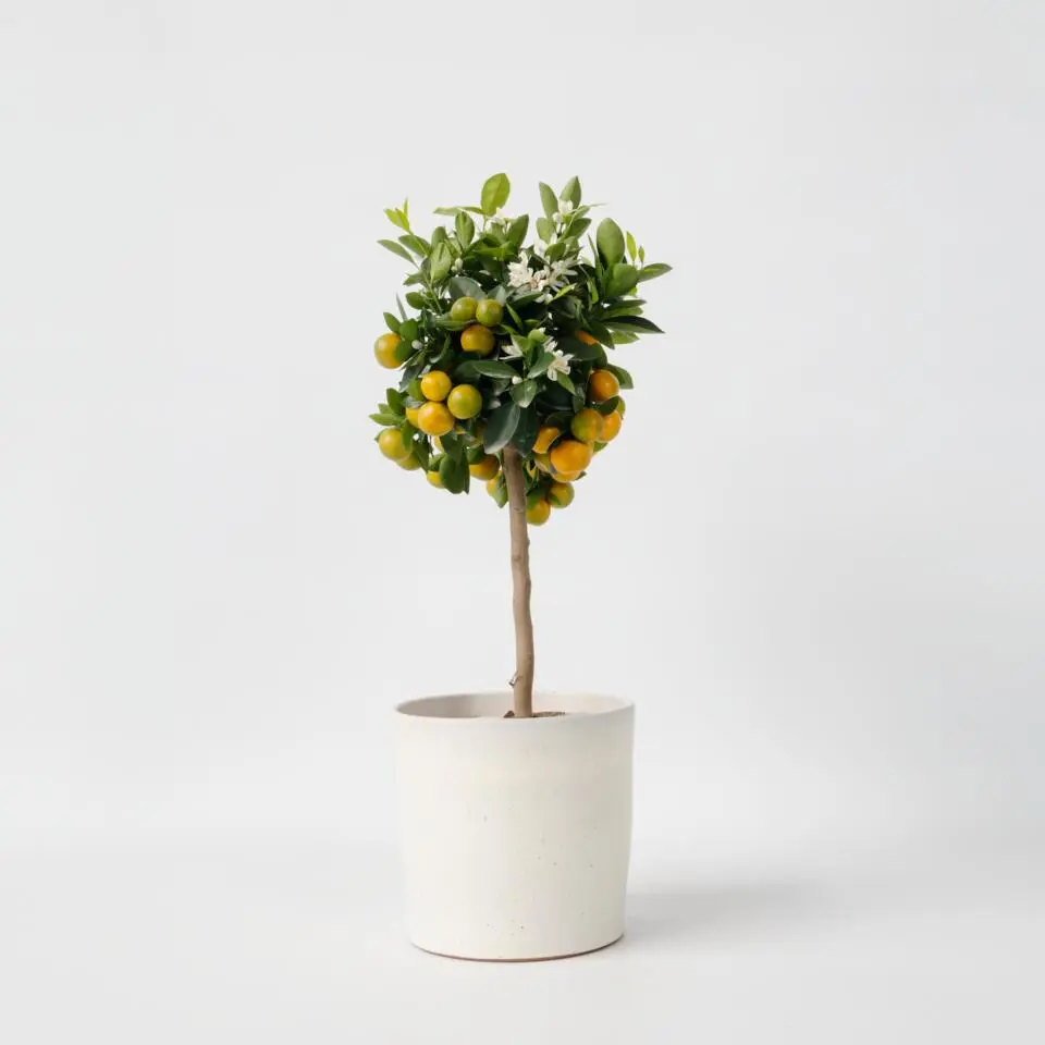 Sinaasappelboom - Citrus mitis 'Calamondin' - Hoogte 55-65cm - ⌀19cm