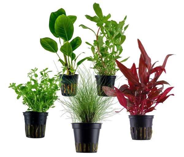 Dehner Aqua Aquarienpflanzen-Set Einsteiger