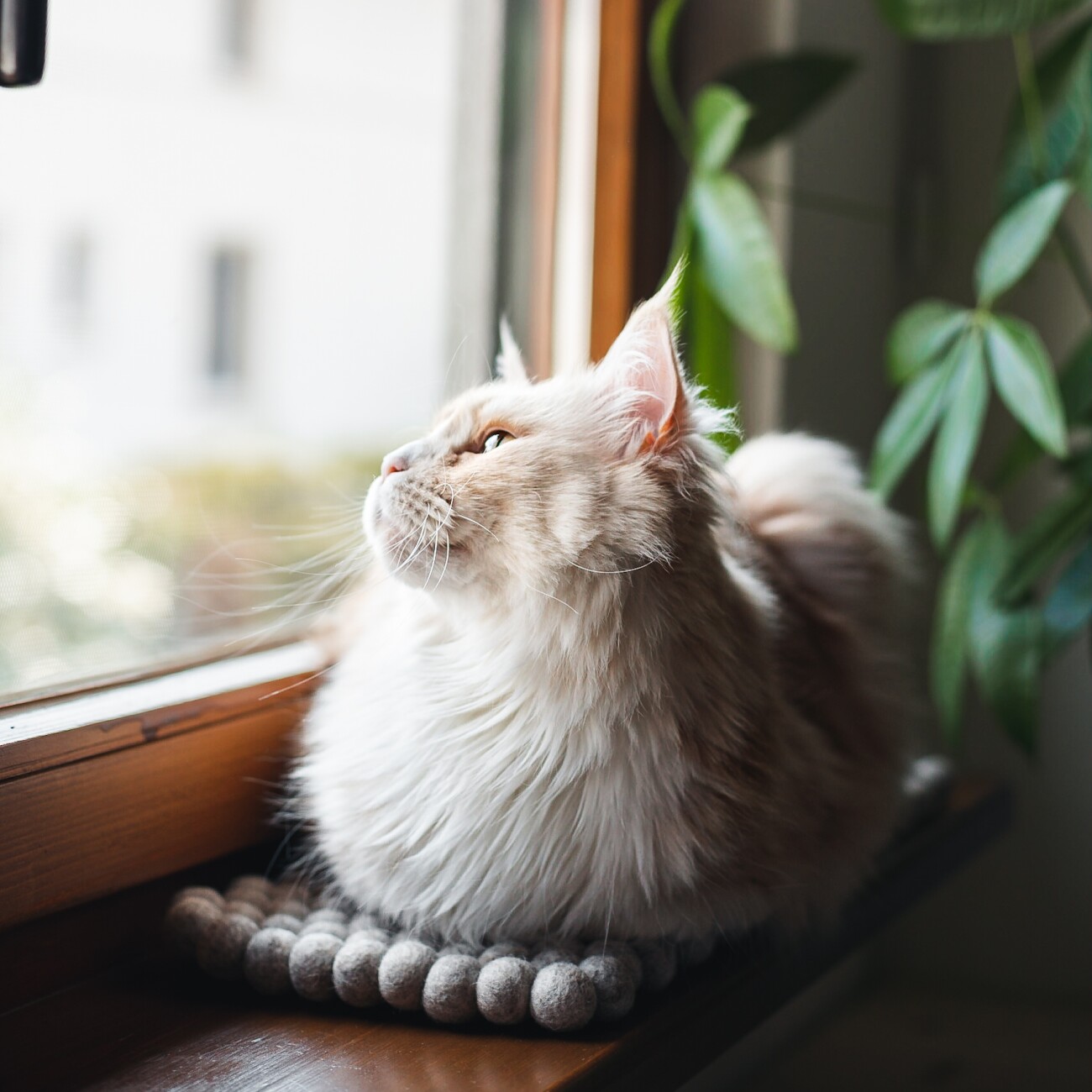 Catlabs Tier-Schlafplatz Lässige Liegematte aus Schafwolle