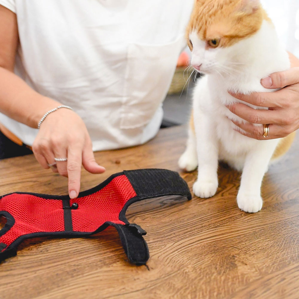 Harnais pour chats jogging extra large, en filet perforé, avec laisse élastiquée