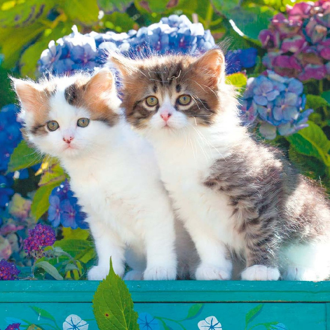 Kalender - Cats - 2024