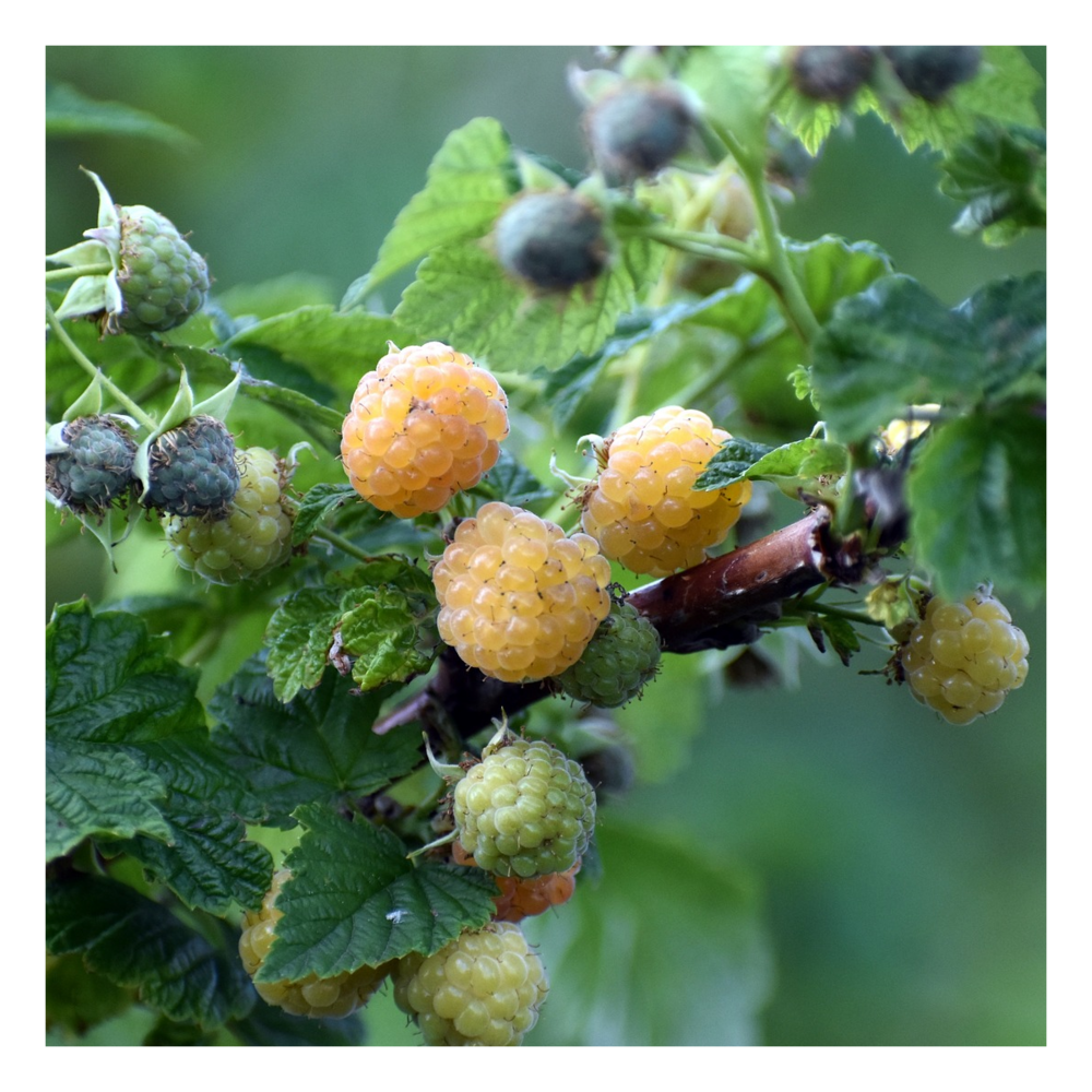 Framboisier idaeus promyk/rubus idaeus promyk[-]pot de 1,5l - 20/50 cm