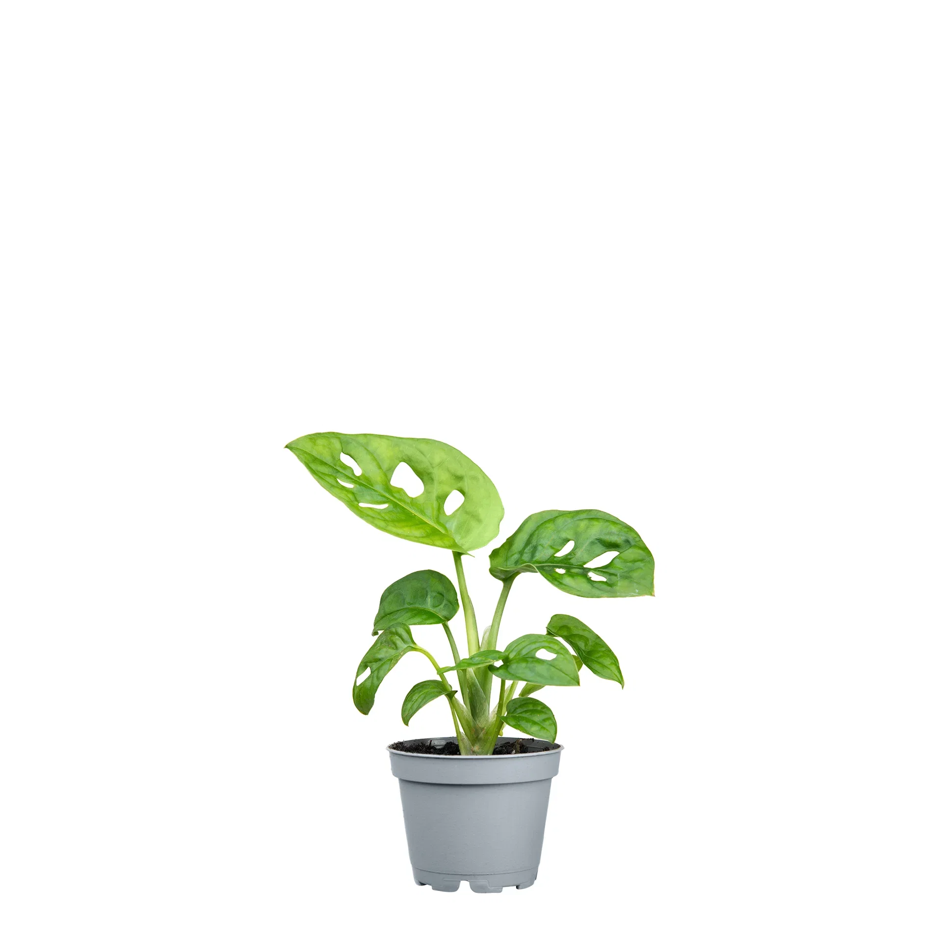 Monstera adansonii Monstera adansonii Høyde 10 cm