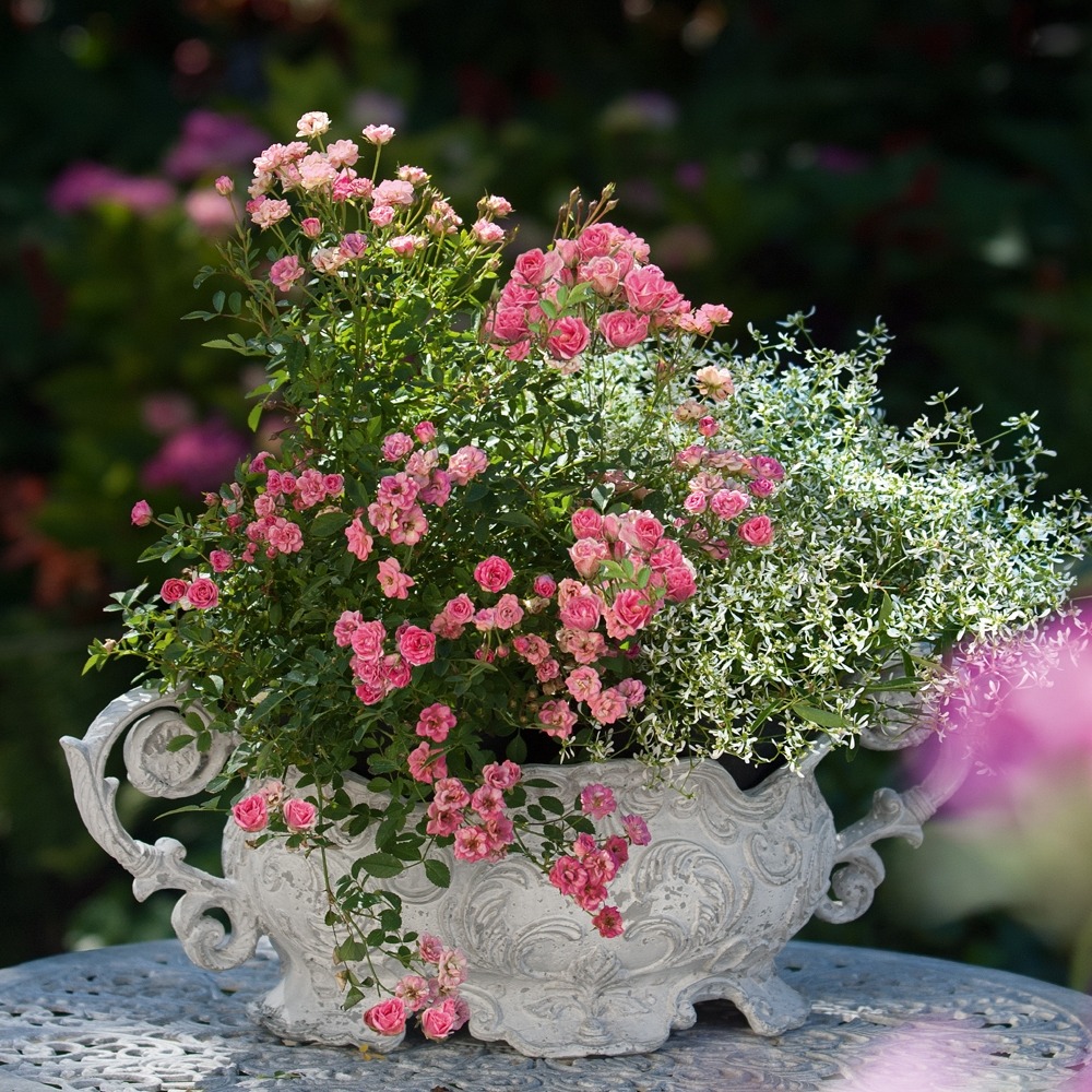 Mini-rosier lillyrose® hohoemi rouge le pot de 2l