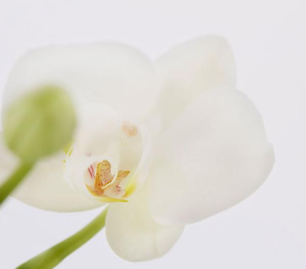 Midi Schmetterlingsorchidee - Phalaenopsis