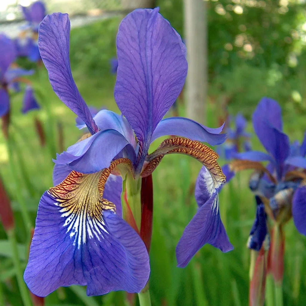 Iris (Sibirica-Group) 'Blue King' Sibiriris 'Blue King' Ø11 cm