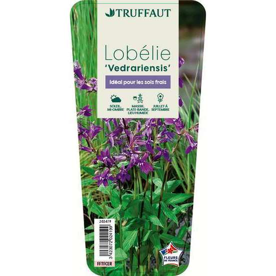 Lobélie Vedrariensis : godet