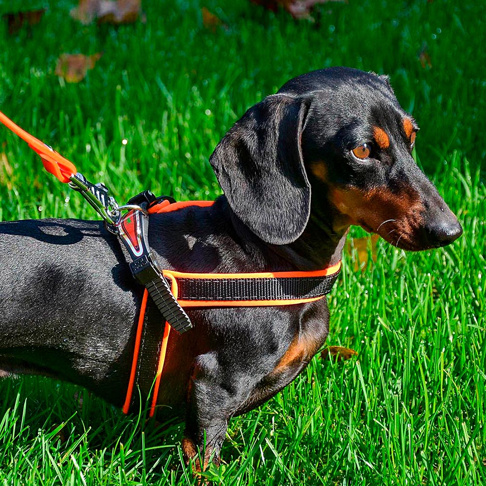 Ferplast harnais ergonomique pour chiens agila fluo 4, ajustement parfait, fermeture pratique avec lacet, rembourrage souple, a=b