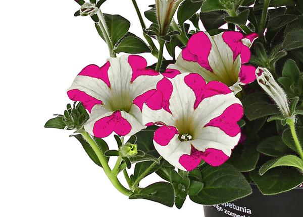 Hängepetunie 'Pink Heart®'