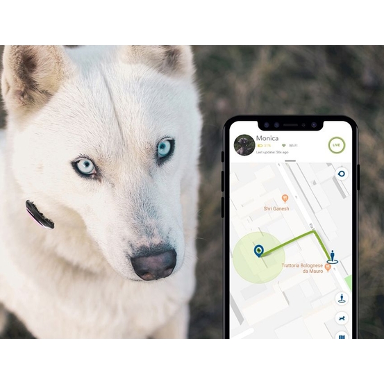 GPS et moniteur d'activité Kippy Evo Brown Wood pour chien & chat