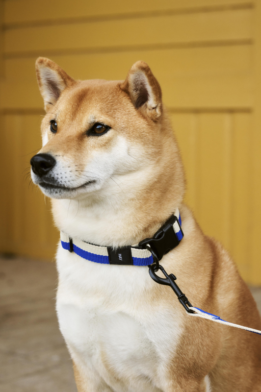 Hay Dogs halsband M/L Blue/Off-White