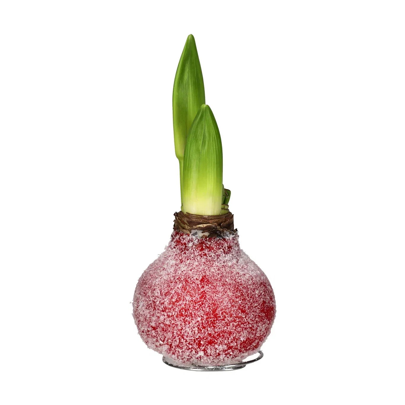 Hippeastrum x hortorum 'Souvereign' Vokset amaryllisløk Snow Red 'Souvereign' Omkrets 32 cm