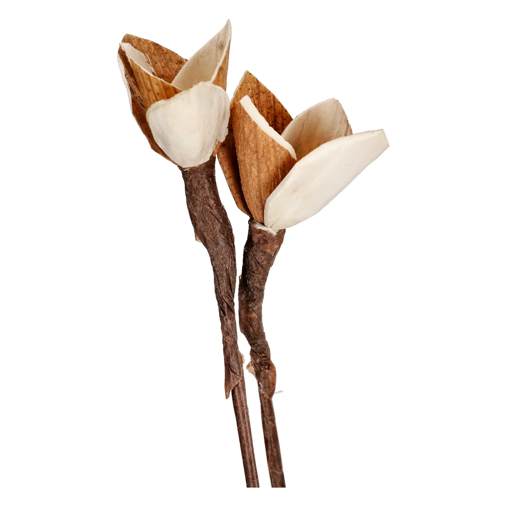 Papirblomst Lilje Høyde 85 cm