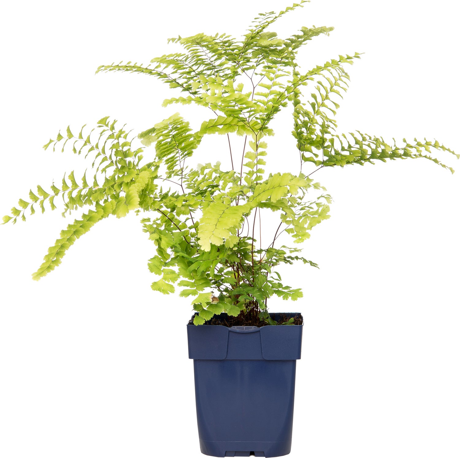 Venushaar (Adiantum pedatum) D 9 H 15 cm