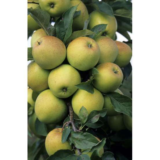 Pommier Golden Delicious : ½ tige, 4-5 ans, H 170-180 cm