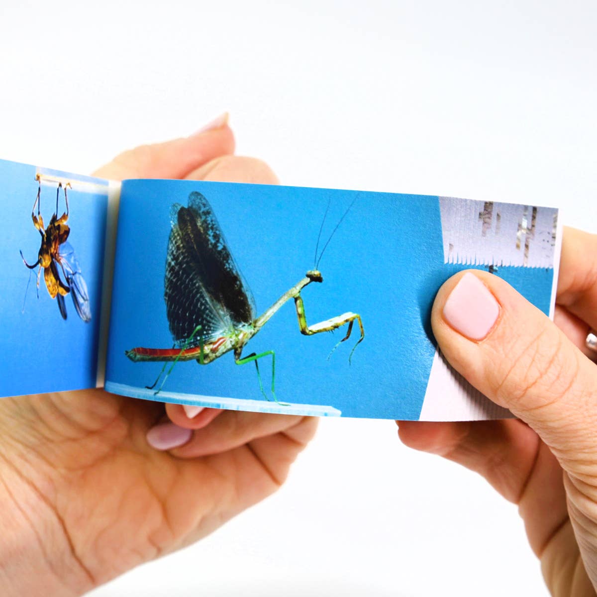 Flipbook Daumenkino 