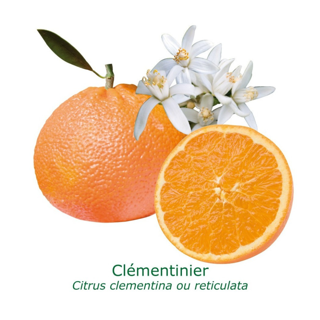 Clémentinier | citrus clementina tailles:pot de 12 litres, hauteur 100/120 cm