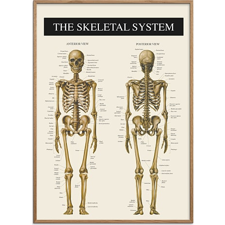 Skelettet 2 - 50x70 cm