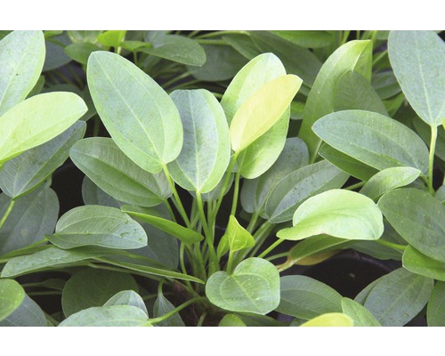 Mini-waterweegbree - Echinodorus cordifolius Mini