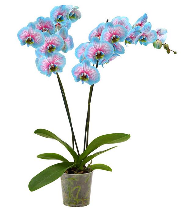 Schmetterlingsorchidee - Phalaenopsis